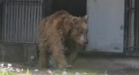 Dehiwala Zoo's New Bears from UAE